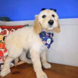 Dixie Labradoodle 04