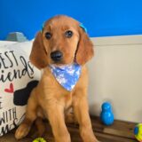 Dori Golden Retriever 01