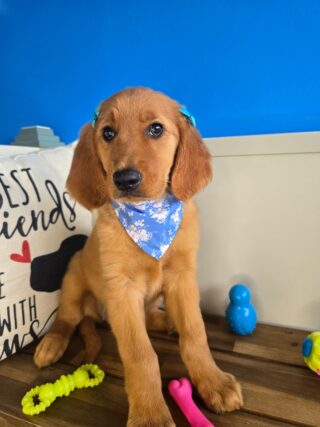 Dori Golden Retriever 01
