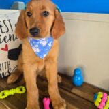 Dori Golden Retriever 02
