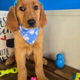 Dori Golden Retriever 03