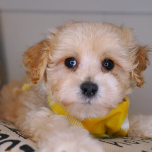 Downy Maltipoo 01