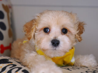 Downy Maltipoo 01
