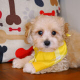 Downy Maltipoo 02