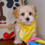 Downy Maltipoo 03