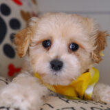 Downy Maltipoo 04