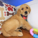 Echo Golden Retriever 01