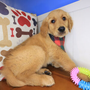Echo Golden Retriever 01