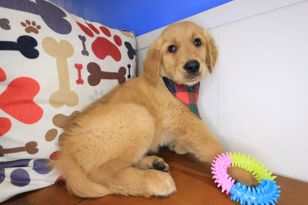 Echo Golden Retriever 01
