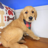 Echo Golden Retriever 03