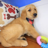 Echo Golden Retriever 04