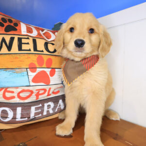 Elijah Golden Retriever 01