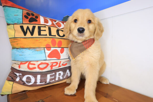 Elijah Golden Retriever 01