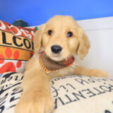 Elijah Golden Retriever 02