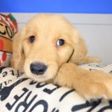 Elijah Golden Retriever 03