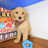 Elijah Golden Retriever 04