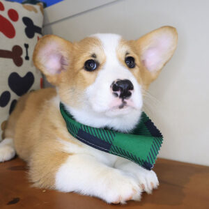 Elvis Pembroke Welsh Corgi 01