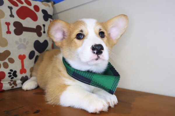 Elvis Pembroke Welsh Corgi 01