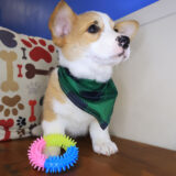 Elvis Pembroke Welsh Corgi 02