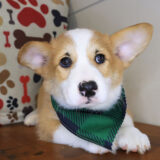 Elvis Pembroke Welsh Corgi 03
