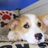Elvis Pembroke Welsh Corgi 04