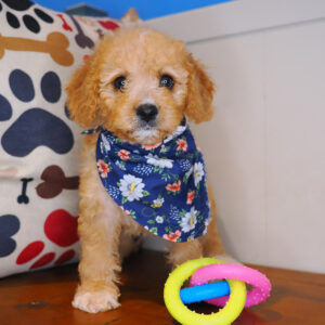 Emiko Cavapoo 01