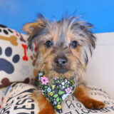 Epic Silky Terrier 01