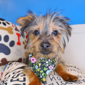 Epic Silky Terrier 01