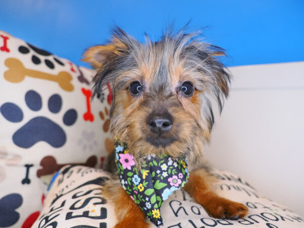 Epic Silky Terrier 01