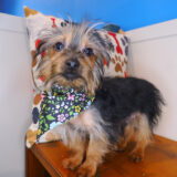 Epic Silky Terrier 02