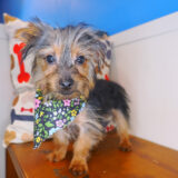 Epic Silky Terrier 03