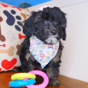 Fiddle Cavapoo 01