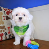 Fido Shih Chon 01