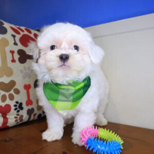 Fido Shih Chon 01