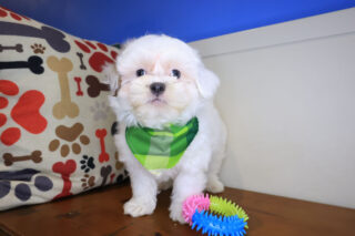 Fido Shih Chon 01
