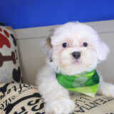 Fido Shih Chon 02