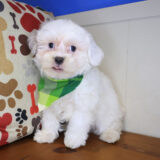 Fido Shih Chon 03