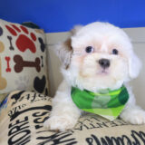 Fido Shih Chon 04
