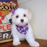 Finley Maltese 02