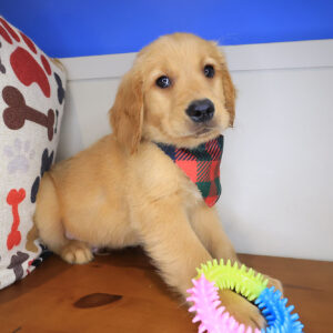 Finnegan Golden Retriever 01