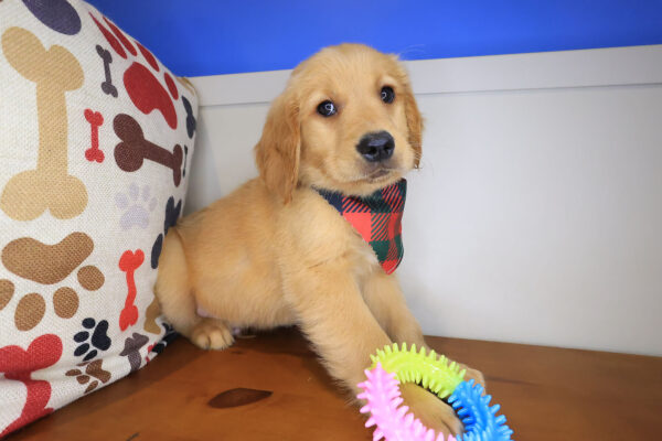 Finnegan Golden Retriever 01