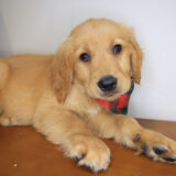 Finnegan Golden Retriever 03