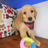 Finnegan Golden Retriever 04