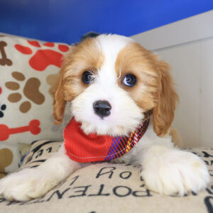 Firecracker Cavapoo 01