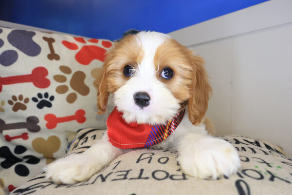 Firecracker Cavapoo 01