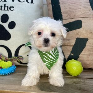 Gadget Maltese 01