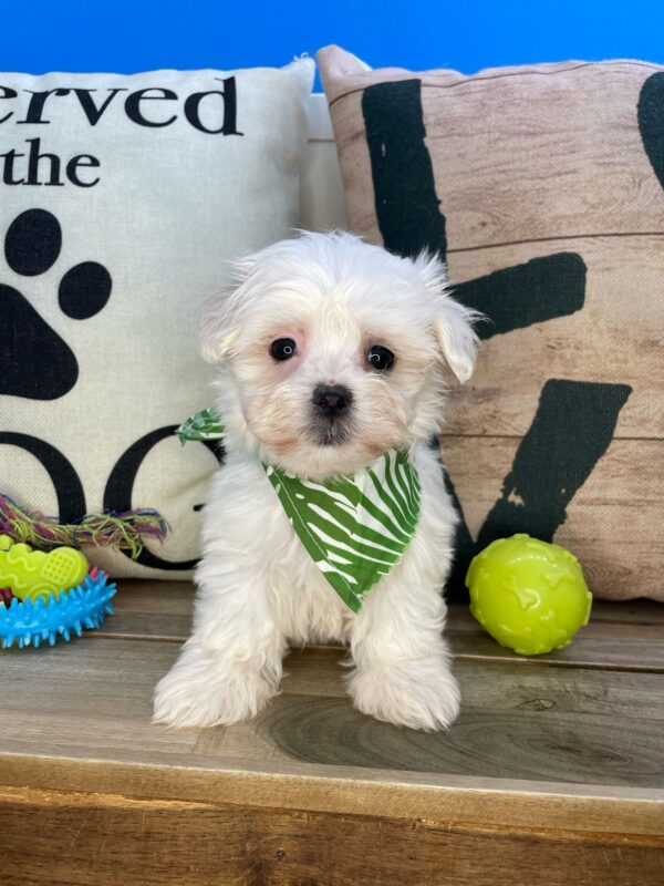 Gadget Maltese 01