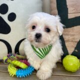 Gadget Maltese 02
