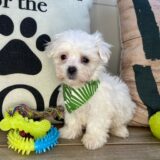 Gadget Maltese 03