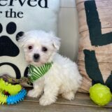 Gadget Maltese 04